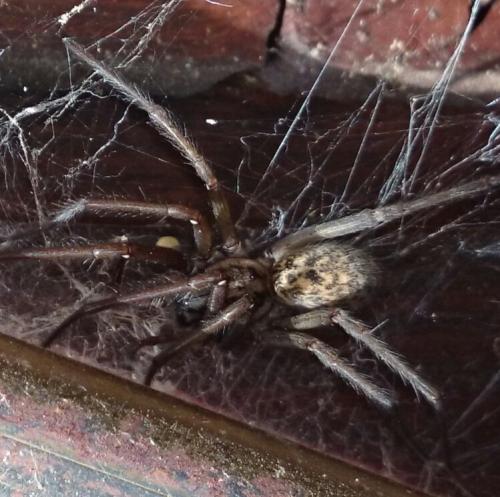 Spinne